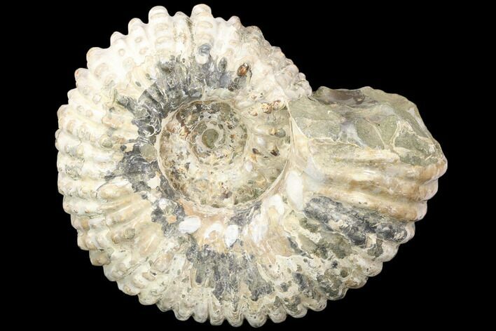 Tractor Ammonite (Douvilleiceras) Fossil - Madagascar #126400